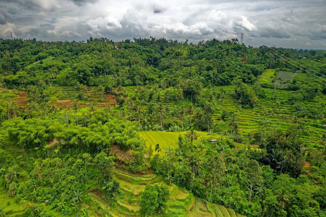 Aerial view of the vibrant, lush terraced fields in Kalapa Nunggal, West Java, showcasing natural beauty and agriculture.