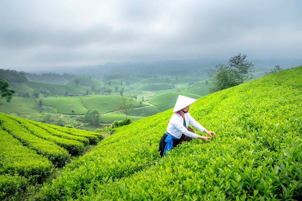 A farmer in traditional attire picking tea leaves in lush green fields under a cloudy sky.